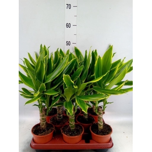 Dracaena frag. 'Golden Coast'