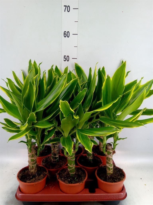 <h4>Dracaena frag. 'Golden Coast'</h4>