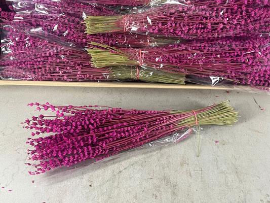 <h4>Pf Lavendel Cerise</h4>