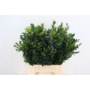 Buxus semp.   .../bos