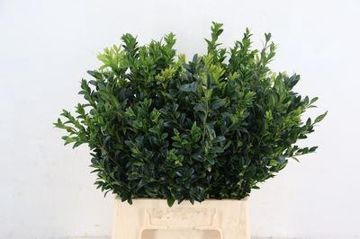 <h4>Buxus semp. .../bos</h4>