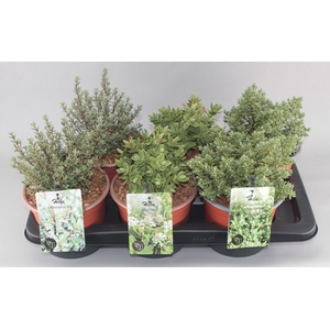 Hebe Mix C2 3-soort groot etiket