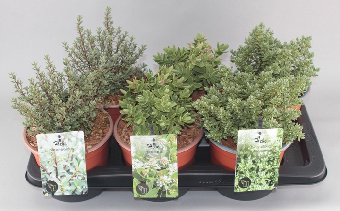 <h4>Hebe Mix C2 3-soort groot etiket</h4>