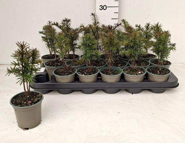 <h4>TAXUS BACCATA</h4>