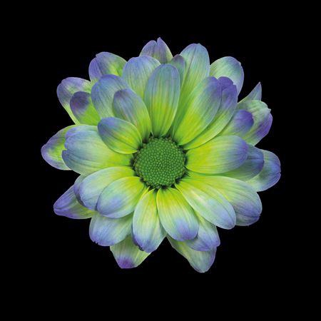 <h4>Chr T Kennedy Polar Light</h4>