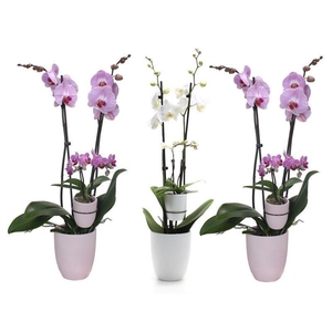 Hugo Pink/White Phal Roze/Wit 2T + Tiny Dolls 2T