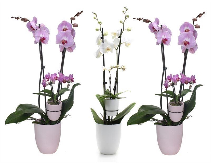 <h4>Hugo Pink/White Phal Roze/Wit 2T + Tiny Dolls 2T</h4>