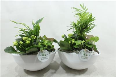 <h4>Sc005 Evelyn White</h4>