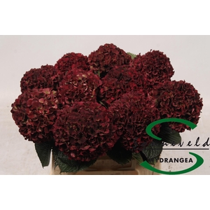 HYDR M MAG D RUBY CL