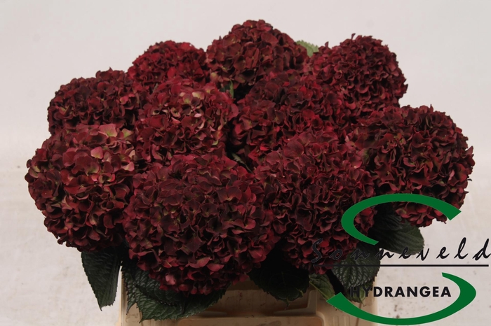 <h4>HYDR M MAG D RUBY CL</h4>