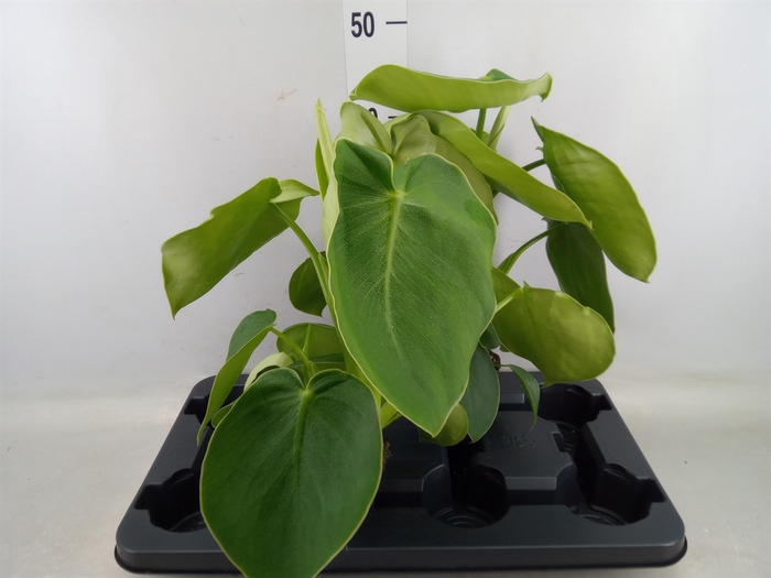 <h4>Philodendron   ...</h4>