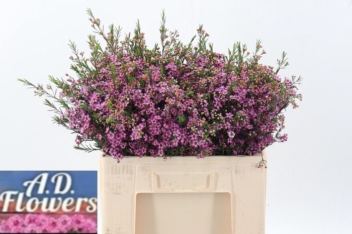 <h4>Cham Un Emma</h4>