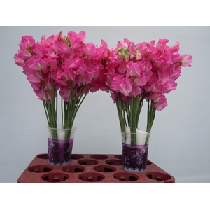 Lathyrus Sunshine Rose