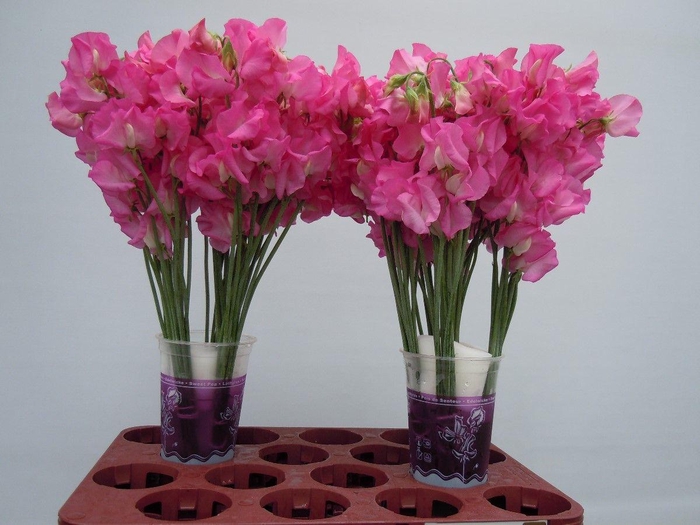 <h4>Lathyrus Sunshine Rose</h4>