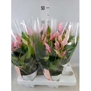 Anthurium andr. 'Lilli'