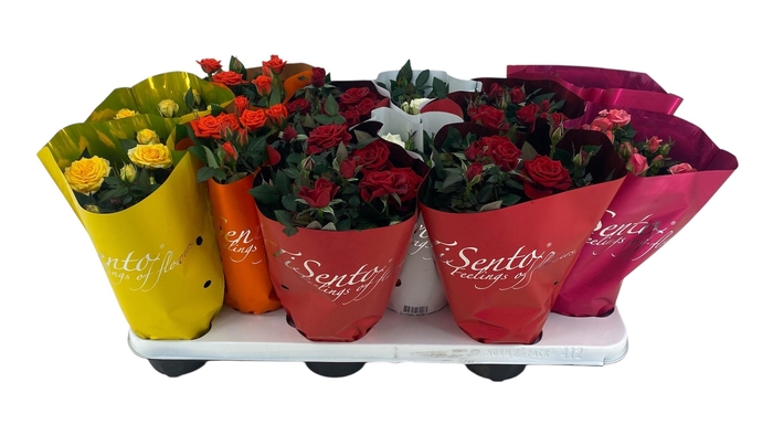 <h4>RO KORDANA GEM</h4>