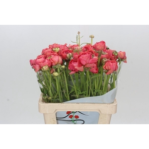 Ranunculus asiaticus Success Favola