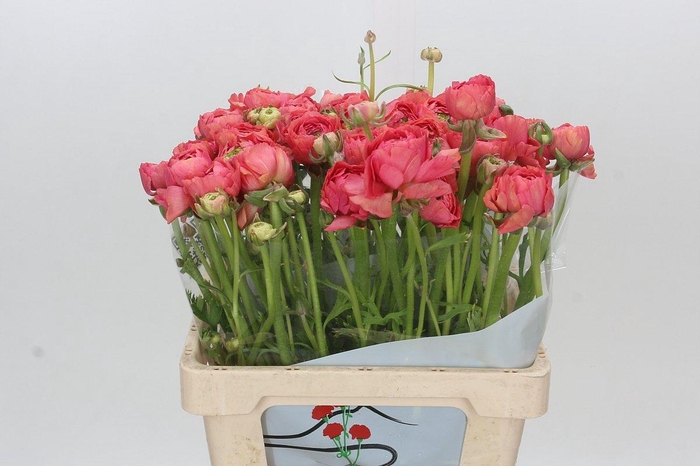 <h4>Ranunculus asiaticus Success Favola</h4>