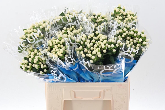 <h4>Hyp Coco Uno</h4>