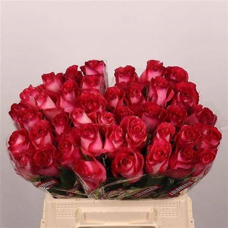 <h4>R Gr Nicoletta</h4>