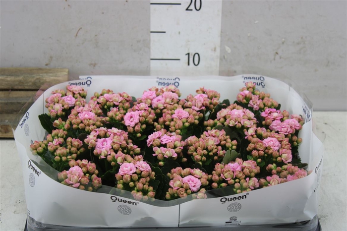 <h4>Kalanchoe Calandiva Augusta Rijp A2</h4>