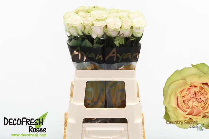 <h4>R Gr Country Secret</h4>