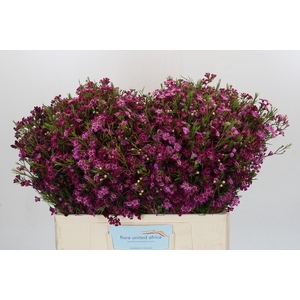 Chamelaucium Purple Rain