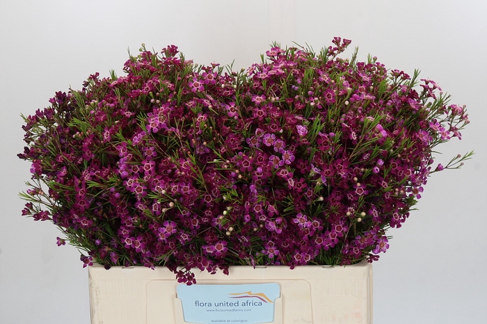Chamelaucium Purple Rain