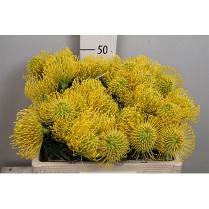 Leuco High Gold