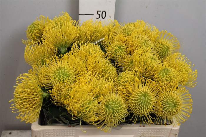 <h4>Leuco High Gold</h4>
