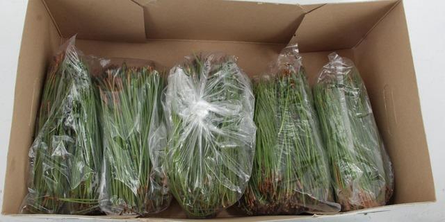 <h4>PINUS PINASTER NEEDLE 500GR</h4>