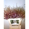 Allium Schubertii