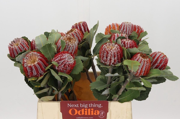<h4>Banksia Coccinea</h4>