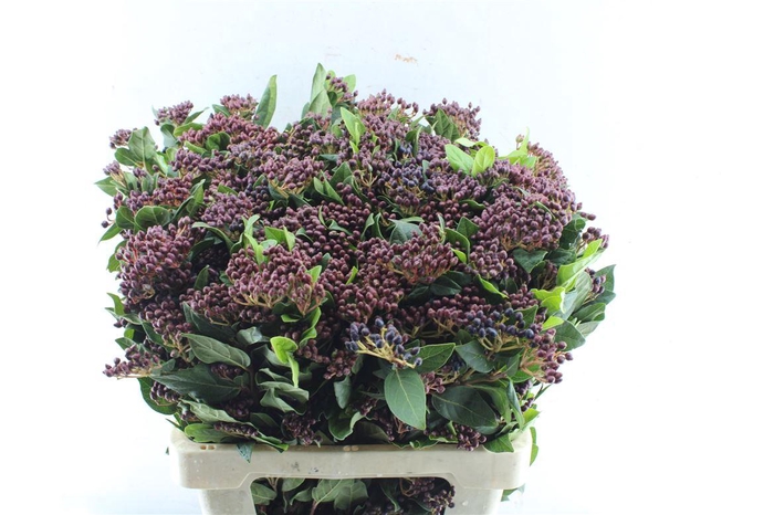 <h4>Viburnum Berries Xxl</h4>
