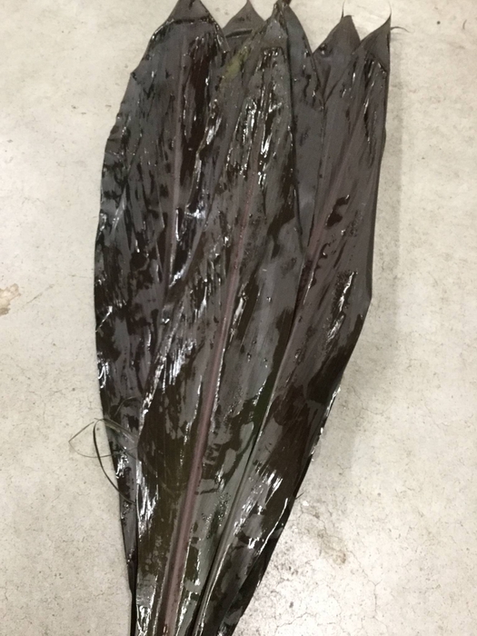 Cordyline Tops Chicken Tail