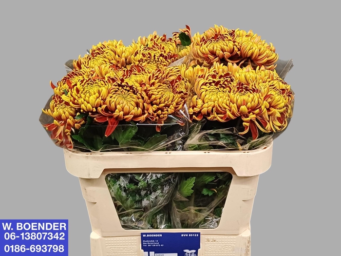 <h4>CHR G FUEGO</h4>