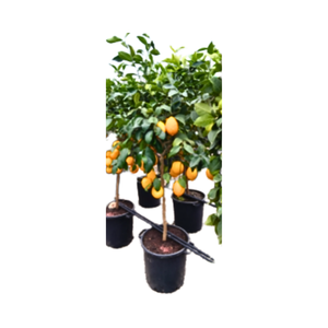 Citrus hystrix