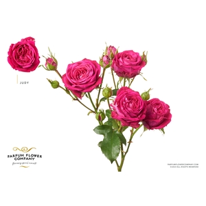Rosa Spray Judy