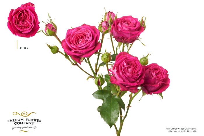 <h4>Rosa Spray Judy</h4>