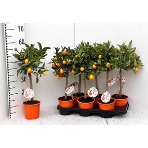 Citrus limetta Rossa-Lime on stem