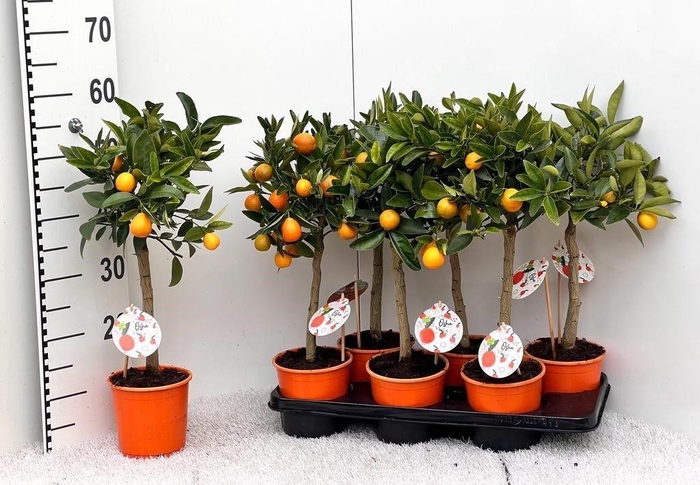 <h4>Citrus limetta Rossa-Lime on stem</h4>