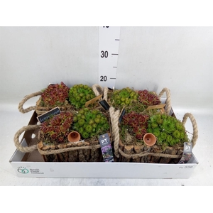 Arr.  Sempervivum L%