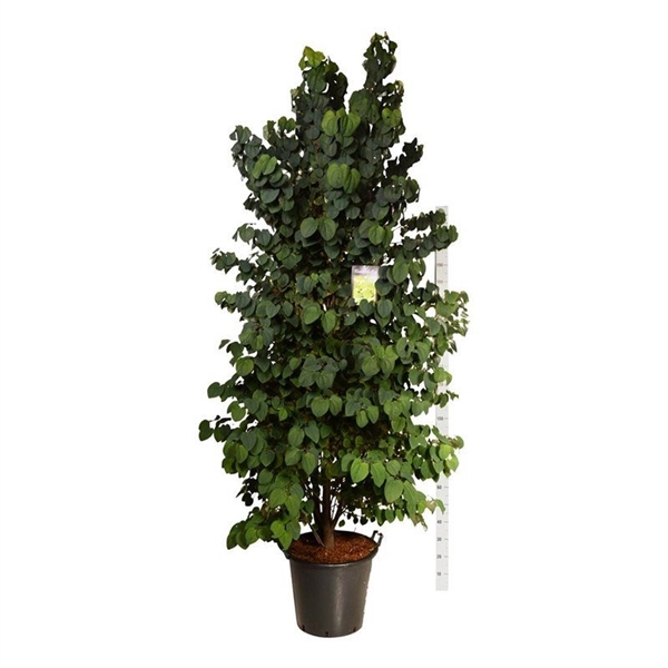 <h4>Cercidiphyllum japonicum</h4>