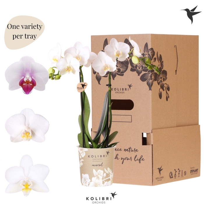 <h4>Kolibri Orchids Phalaenopsis Mineral white 2 spike</h4>