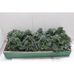 Tree Nobilis Naturel 030cm