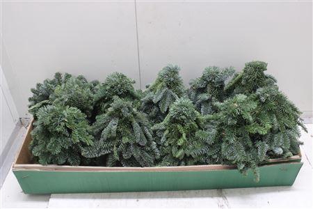 <h4>Tree Nobilis Naturel 030cm</h4>