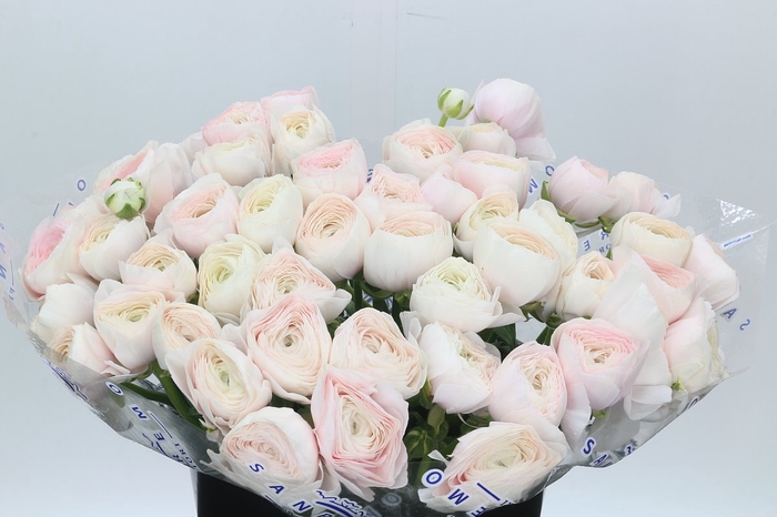 <h4>Ranunculus Clooney Hanoi Super</h4>