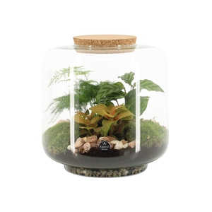 90615: Terrarium arrangement