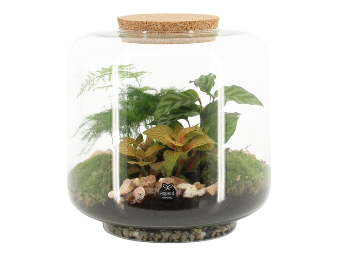 <h4>90615: Terrarium arrangement</h4>