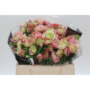 Anemone Levante Rainbow Mix